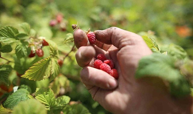 Bursa'da ahududu bereketi