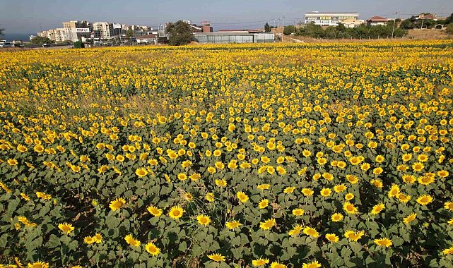 Büyükçekmece'de görsel şölen: Ayçiçek tarlaları yol kenarlarını sarıya boyadı