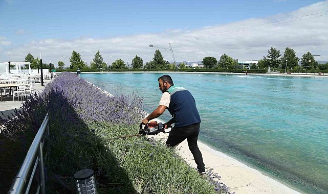 Büyükşehir 160 bin lavantanın hasadına başladı