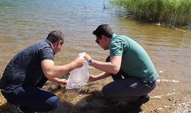 Çal Kaplanlar Göledine 20 bin sazan yavrusu bırakıldı