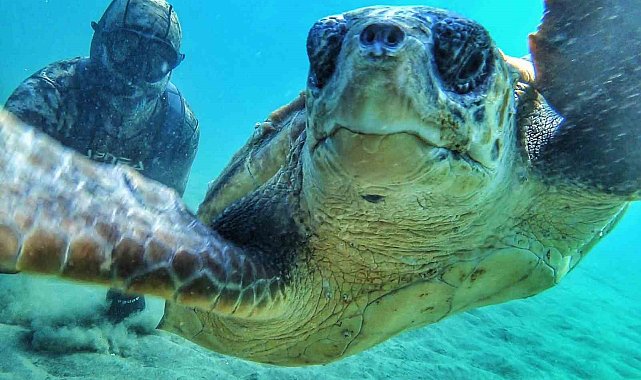 Çanakale Boğazı'nda caretta caretta ile selfie