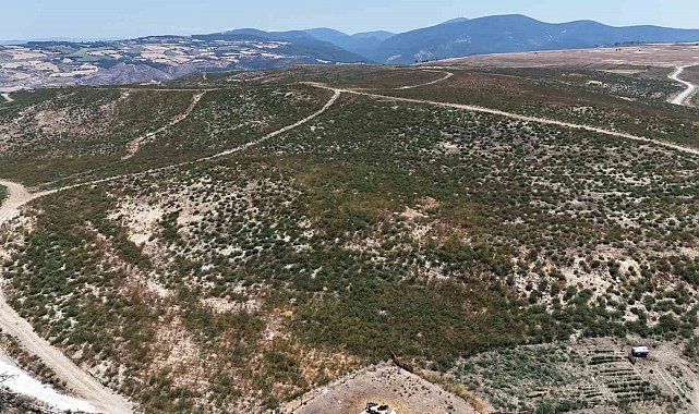 Çanakkale'de küle dönen alanlar yeniden yeşeriyor