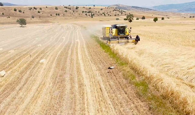 Çiftçi hasat derdinde leylekler ise rızıklarının peşinde
