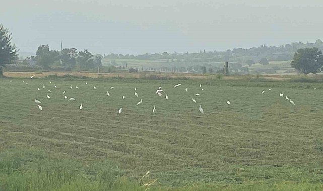 Çiftçilerin imdadına kuşlar yetişti