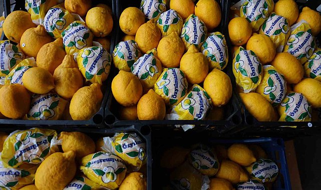 Çiğli havada hasat edilip depoya konan limonlar çürüdü