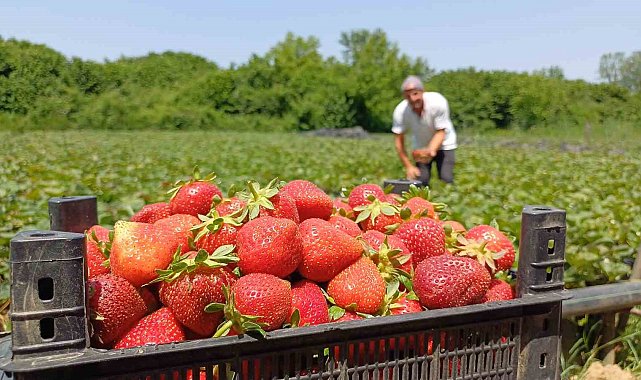 Çilekte yeni moda kendin topla