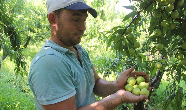 Coğrafi işarete sahip 'Bayramiç beyazı'nda bu yıl 20 bin ton ürün bekleniyor