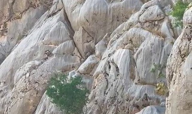 Dağ keçileri Sincik Boğazında görüntülendi