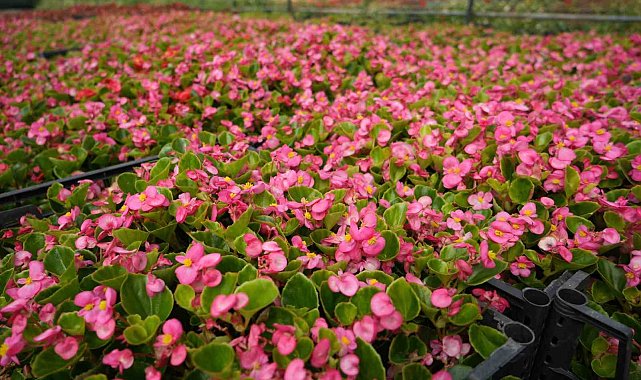 Dağın başına kurduğu sera, deniz seviyelerine göre 5 kat daha verimli oldu