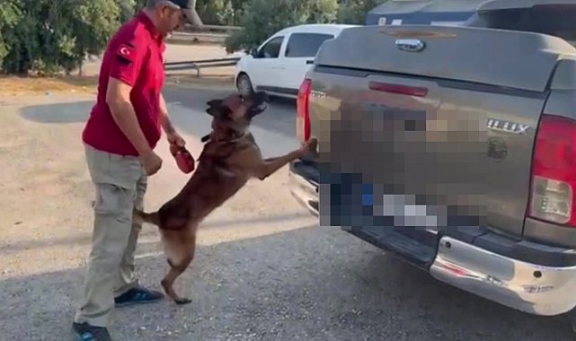 Dedektör köpeği 'Oscar' 52 kilo 300 gram skunk buldu