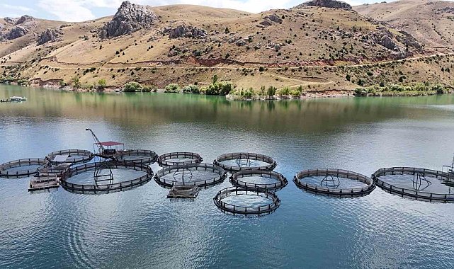 Denizi olmayan Erzincan'da üretilen balıklar Trabzon ve Elâzığ'a sevk ediliyor