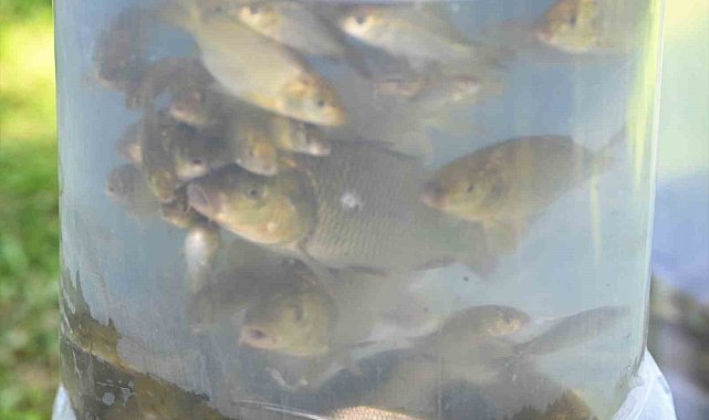 Denizli'deki göl ve göletlere 770 bin adet sazan yavrusu bırakıldı