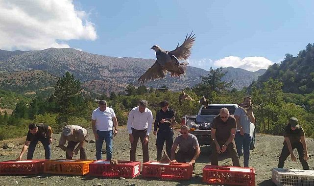 Derebucak&#039;ta doğaya 800 kınalı keklik bırakıldı