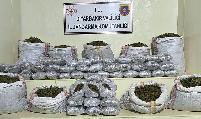 Diyarbakır'da 2 milyon 669 bin kök kenevir ve skunk ele geçirildi