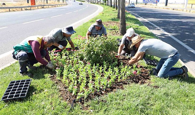 Diyarbakır'da 32 bin mevsimlik çiçek refüj ve kavşaklara dikildi