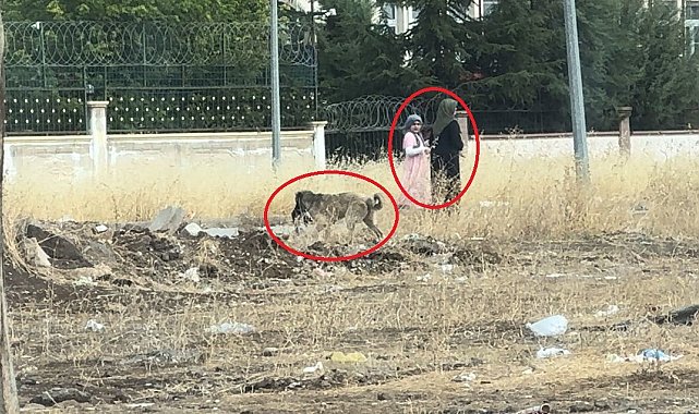 Diyarbakır'da başıboş sokak köpekleri telef ettiği kediyi yemek için yer aradı