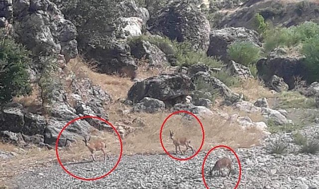 Diyarbakır'da dereye su içmeye inen dağ keçileri görüntülendi