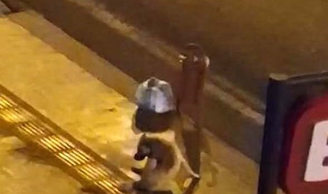 Diyarbakır'da dökülen alkolü içen köpek dakikalarca kuyruğunu ısırmaya çalıştı