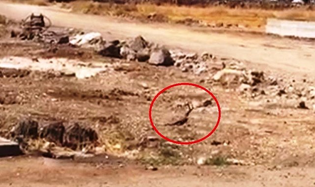 Diyarbakır'da siyah yılanların dansı görüntülendi