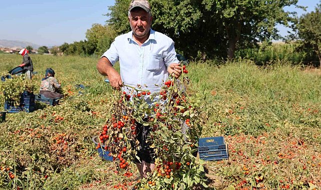 Domateste salçalık üzdü, sofralık ve ihracat sevindirdi