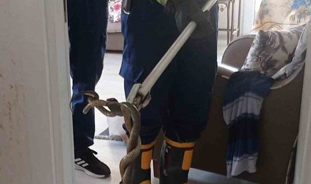 Dörtyol'da Eve giren yılanı itfaiye yakaladı