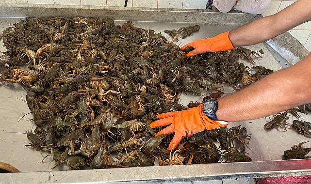 Eğirdir Gölü'nde 8 aydır süren av yasağı kalktı, kerevit bereketi yaşandı