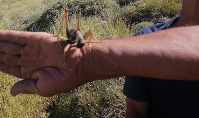 Elazığ'da dev etçil çekirge görüntülendi