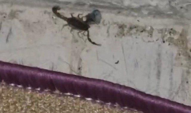Elazığ'da evde görülen akrep paniğe neden oldu