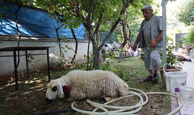 Elazığ'da sokak köpekleri dehşeti: Koyun ve tavukları telef ettiler, 3 koyunu yaraladılar