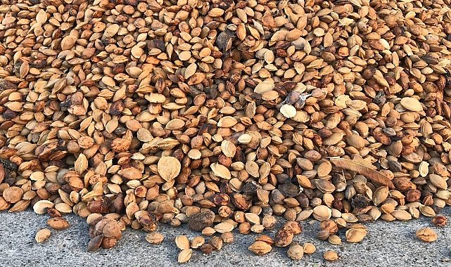Erzincan'dan Malatya'ya 200 ton acı kayısı çekirdeği gönderiliyor