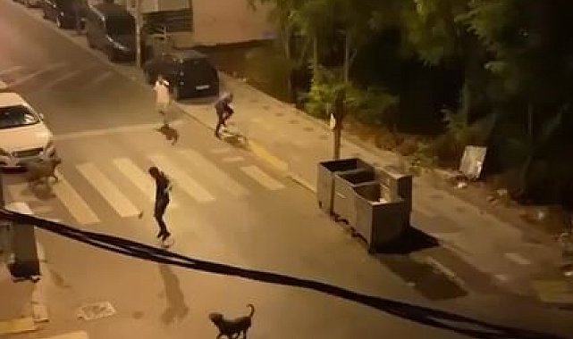 Esenyurt'ta bir şahıs 3 köpeğini bir adamın üzerine saldırttı