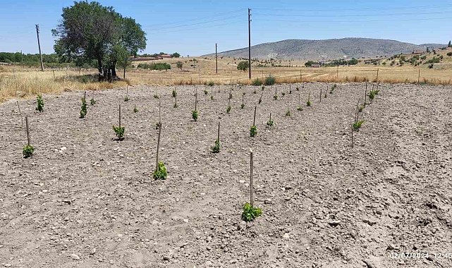 Eskişehir'de 'GÜNY'ÜZÜM Projesi' ile dikilen fidanlar yeşeriyor
