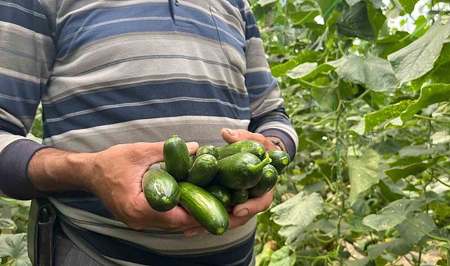 Eskişehir'de salatalık ve kabak fiyatları üreticiyi tatmin edecek seviyeye ulaştı