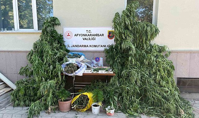 Ev ve arazilerine kenevir eken şahıslara jandarmadan operasyon