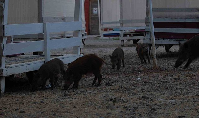 Fethiye'de domuz yavruları plaja indi