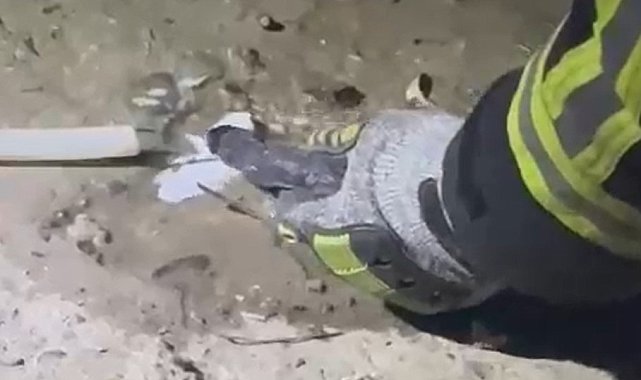 Fileye dolanan bir buçuk metrelik yılanı kurtaran itfaiyeci, yılana su içirdi