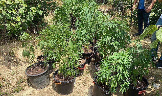 Fındık bahçesinde ekili 262 kök kenevir ele geçirildi