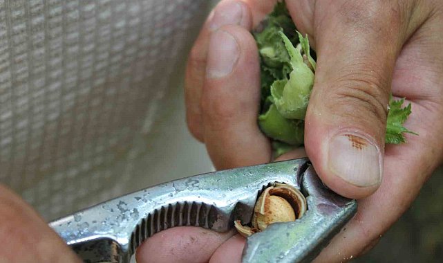 Fındıkta rekolte çalışması yapılıyor