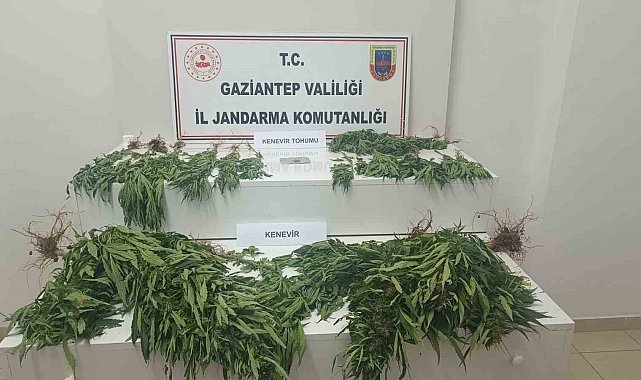 Gaziantep'te 253 kök kenevir ele geçirildi: 9 gözaltı