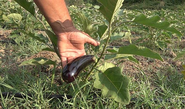 Gençlere örnek olmak için 25 dönüm araziye patlıcan dikti