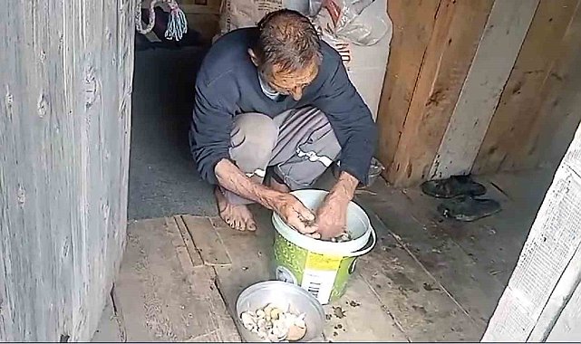 Giresun yaylalarında mantar bereketi