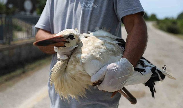 Göçmen kuşlar Samsun'da tedavi ediliyor