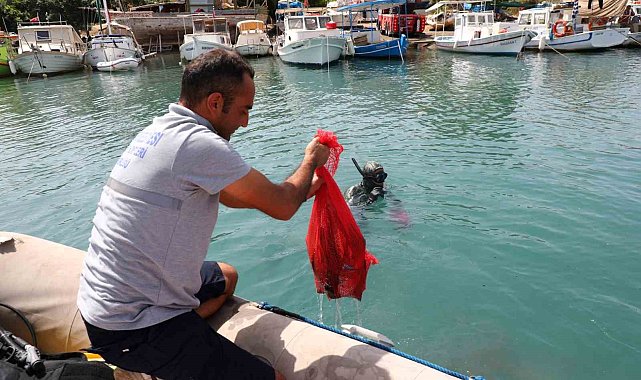 Gümbet'te deniz dibi temizliği
