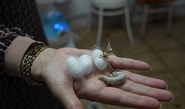 Gümüşhane'nin yabani dut yaprakları ipek böceklerinin verimini arttırdı