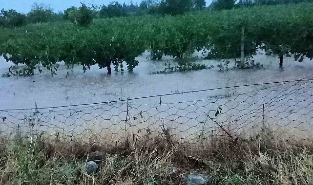 Hasada gün sayan üzüm bağlarını dolu vurdu