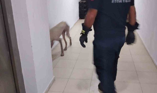 Hassa'da apartmanda mahsur kalan köpek kurtarıldı