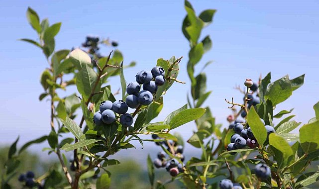 İnegöl'de yaban mersi hasadı başladı