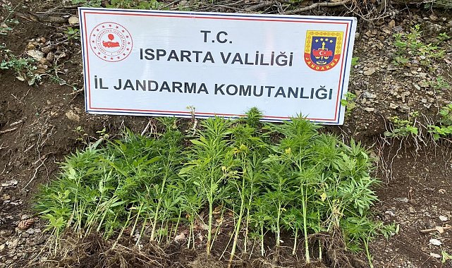 Isparta'da yasa dışı kenevir ekimi yapan 1 şahsa adli işlem başlatıldı