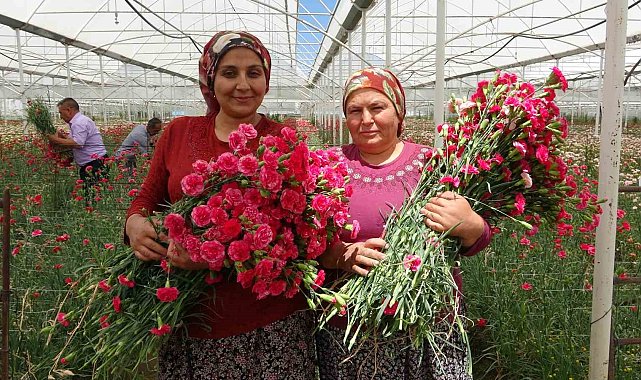 Isparta'nın karanfilleri Avrupa'yı renklendiriyor