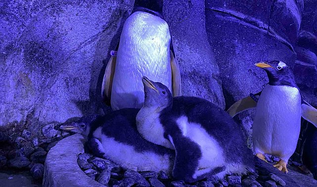 İstanbul'da 4 bebek penguen dünyaya geldi